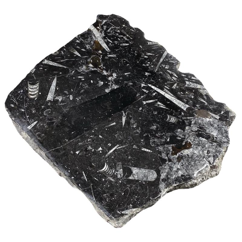 18lb Fossil Stone 14x17